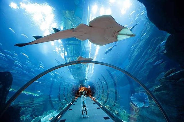 Dubai Mall Aquarium 